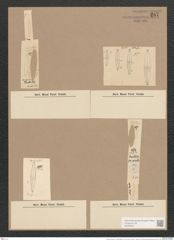 Navicula radiosa var. tenella (Breb.) V.H. (de-Toni-Nr.: Genus 1, Species 104) Zeichnungen Sammlung Grunow Nr. 287 (NHMW-BOT-W0366551)